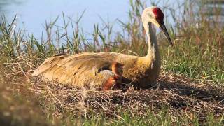 Sandhills Cranes on nest with chicks [upl. by Ainahpets529]