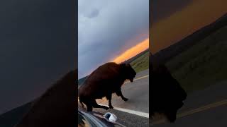 Majestic Bison Herd Crossing Road at Yellowstone National Park [upl. by Cornish]