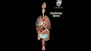 Respiratory system Animation  humananatomyNeetaspirantaiimsdelhi mbbs shortvideo [upl. by Skricki658]