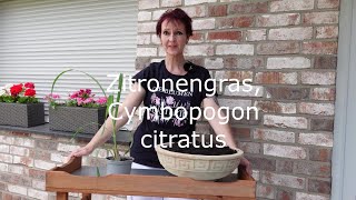 Zitronengras Cymbopogon citratus  Die besten Tipps zur Pflege und Verwendung [upl. by Cale]