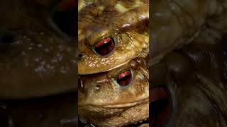 Why the African Bullfrog is the King of Amphibians [upl. by Presley353]