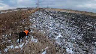 pheasant hunting with a pointer and flusher [upl. by Cardie]