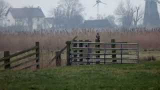 Rough Legged Buzzard Marsh Harrier Short Eared Owl amp Kestrel  Halvergate Marsh [upl. by Nitsej296]