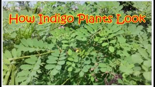 How Indigo Plants Look [upl. by Collins]