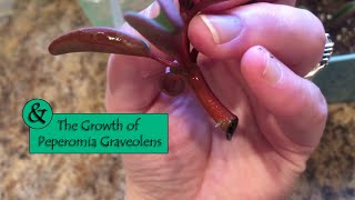 SampS amp The Growth of Peperomia Graveolens  Plant Update  Vlogmas Day 5 [upl. by Pacifa936]