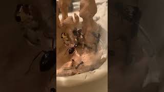 Camponotus vicinus ant colony doing well in a dome formicarium [upl. by Barrow]