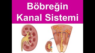 2 Böbreğin Kanal Sistemi YAYDAR [upl. by Onirotciv]