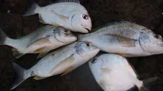 Gold Coast fishing sea bream tarwhine butter bream  weekly catch [upl. by Hanus]