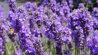 Health Benefits of Lavender  Skin Health Benefits of Lavender [upl. by Wilona]