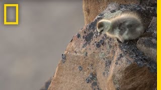 Arctic Geese Chicks Jump Off Cliff to Survive  Hostile Planet [upl. by Kcirdehs]