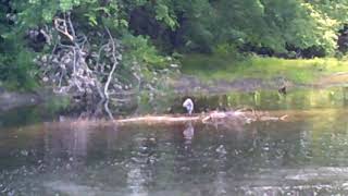 Keene NH Ashuelot River Park Crane 6 30 2018 [upl. by Yelrahc193]