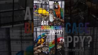 Bird exhibition macau freebirds keralababy malayalam shortsfeed plssubscribe [upl. by Nyraa]