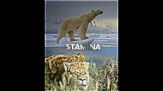 smilodon vs polar bear [upl. by Rebak344]