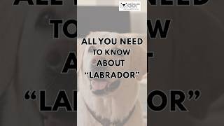 Labrador Guide 101 Find out more about this socially fun breed that makes an excellent family dog [upl. by Anerul]