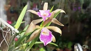 Brassavola tuberculata quotGeneral Osórioquot x Cattleya tigrina coerulea 🌸🌸 [upl. by Behnken]