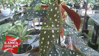 Harga Begonia Polkadot  Begonia Maculata  Tanaman Hias Unik [upl. by Baiel]