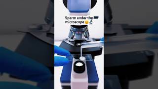 Sperm 🤫 Under microscope 😲🔬 part 2 shorts science microscope [upl. by Vincenty]