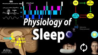 Sleep Physiology Animation [upl. by Oizirbaf]