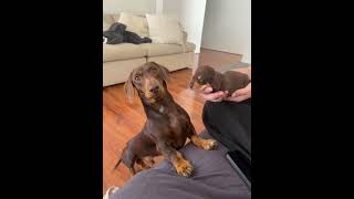 Dachshund Dog Dad Meets His Puppy  1535798 [upl. by Annaej]