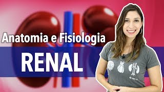 Sistema ExcretorUrinário Aula 22 Anatomia e Fisiologia Renal [upl. by Eel]