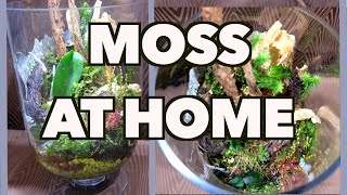 How to grow and propagate moss [upl. by Enilorac]