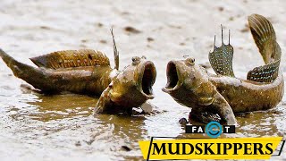 Mudskippers  Fish That Live on Land and in Water [upl. by Ahsiyk361]