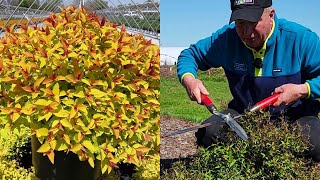 How To Prune Japanese Spireas Now in Early Spring Is the Perfect Time 👍😉😊💚✂️👏 [upl. by Sollows]