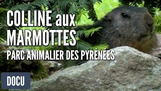 Parc Animalier des Pyrénées  Colline aux Marmottes [upl. by Trudy387]