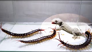 Gecko and 3 Giant Centipede [upl. by Hobie]