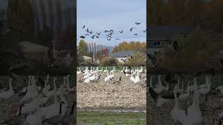 Trumpeter Swans and Canada Geese [upl. by Lladnar]