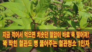 지금 꺽어서 먹으면 치솟던 혈압이 바로 뚝 떨어져 꽉 막힌 혈관도 뻥 뚫어주는 혈관청소 1인자 [upl. by Gussie39]