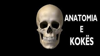 Anatomia e Kokës së Njeriut  Animacion 3D [upl. by Bevon]