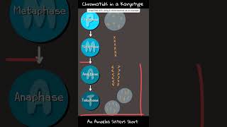 Chromatids in a Karyotype  Amoeba Sisters Shorts [upl. by Trevah]