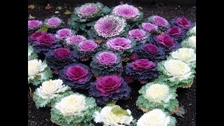 579  How to grow n care Ornamental Cabbage KaleCollards Hindi Urdu 291117 [upl. by Archangel972]