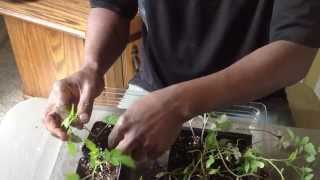 How To Transplant Stretched Or Leggy Tomato Seedlings [upl. by Blisse]