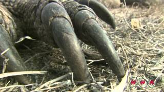 Komodo National Park UNESCONHK [upl. by Akihsar]