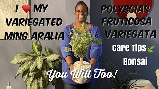 89 Houseplant Spotlight  🌳Variegated Ming Aralia Polyscias fruticosa Care and Bonsai Tips [upl. by Thorndike]