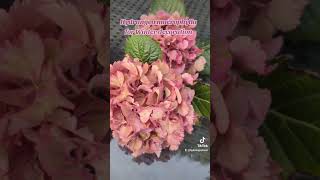 Hydrangea macrophylla flowers ready for Winter decorations garden floweringshrub flowers deco [upl. by Anastasius]