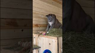 Puma playing in zoo animals wildlife shortsfeed viralvideo [upl. by Gredel973]