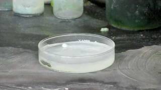 Sodium and Potassium Reactions With Hydrochloric Acid [upl. by Anna]