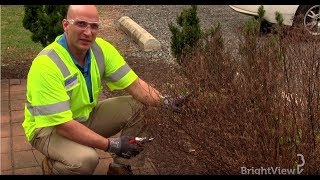 How do I prune a spirea bush  Ask BrightView [upl. by Arerrac]