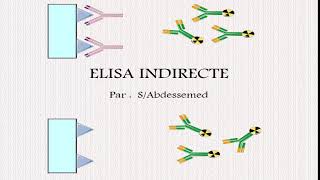 ELISA INDIRECTE [upl. by Uile80]