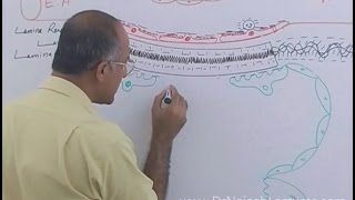 Function of Nephron in Kidney  Regulation of GFR  Renal System Physiology [upl. by Yrellam908]