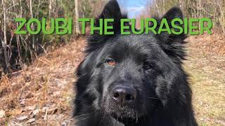 ZOUBI THE EURASIER RECALL SKILLS [upl. by Valerle769]