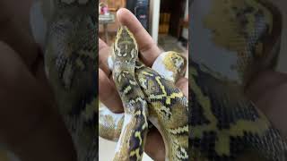 reticulated colourful python snakevideo saveanimalssavenature snakes reel [upl. by Herrera168]