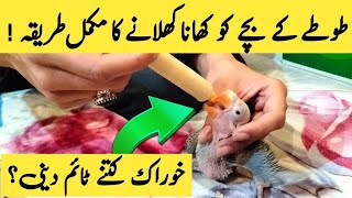 How to feed a baby Alexandrine Parrot II How to feed a baby Parrot II Parrot feeding diet amp Care [upl. by Eednyl]