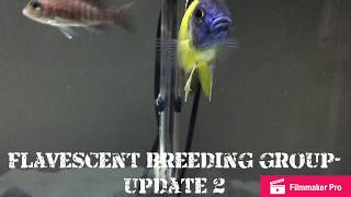 African Cichlid fry progression Blue Neon peacock update 2 [upl. by Shakespeare953]