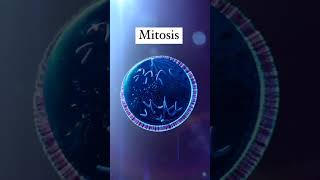 From Prophase to Telophase A Visual Guide to Mitosis Explained shorts viral science biology [upl. by Lenora]