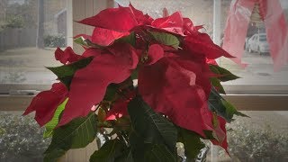 Poinsettia Revival [upl. by Lower]