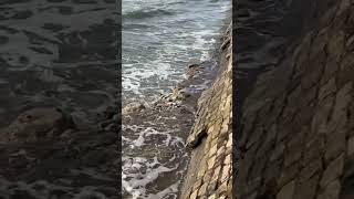 Waves against the breakwater in La Rochelle france oceanwaves [upl. by Suirauqed]